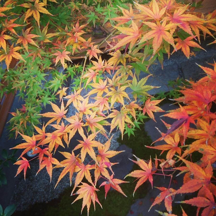 Yunokian Villa Kyoto Exteriör bild